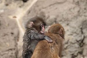 Depois da rejeição, veio o amor. O macaco Punch arranjou uma "namorada"