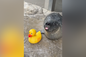 Foca conquista internet com interações adoráveis com um pato de borracha nos EUA 