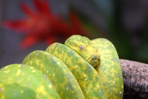 Molécula encontrada no sangue de pítons pode revolucionar tratamentos contra obesidade