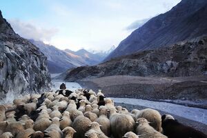 Um pastor e as suas ovelhas nos Himalaias