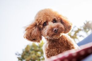 Poodle na corrida para cão mais popular de 2025