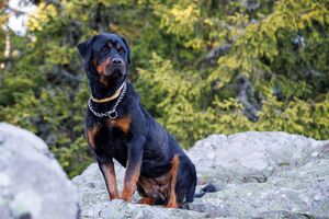Um Rottweiler imponente destaca-se, com um olhar atento e postura confiante