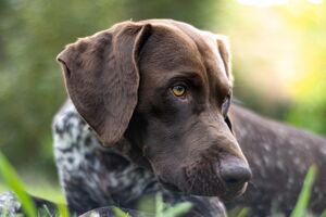 Cão de raça indefinida, popularidade desconhecida, mas apto para ser o número um