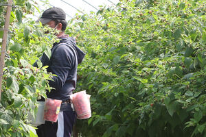 Migrante na apanha da amora, Odemira