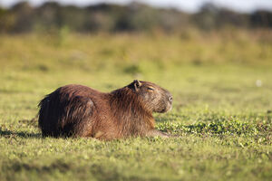 Capivara no Pantanal tropical, Brasil