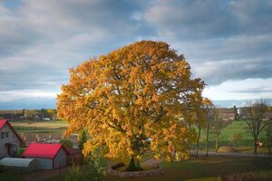 Carvalho de Laukiai, na Lituânia