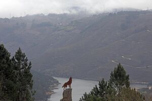 Lobo de Fafião (Gerês)