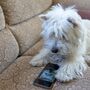 Um smartphone para animais? Novo dispositivo permite que cães e gatos 'telefonem' aos donos quando precisam de atenção