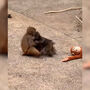 Depois do peluche, o famoso macaco Punch tem agora uma amiga