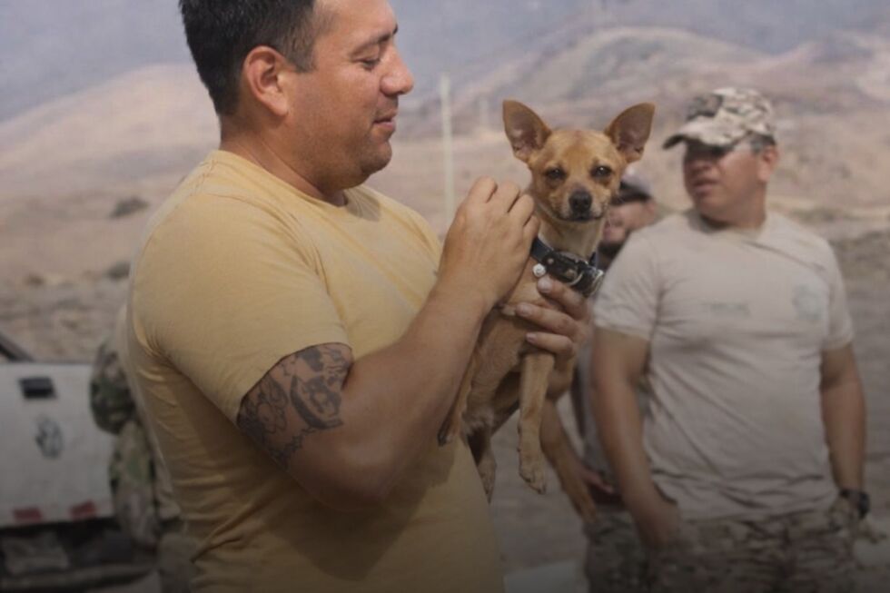 Milagre nos Andes! Chihuahua é o único sobrevivente de queda de helicóptero que vitimou 15 pessoas no Peru