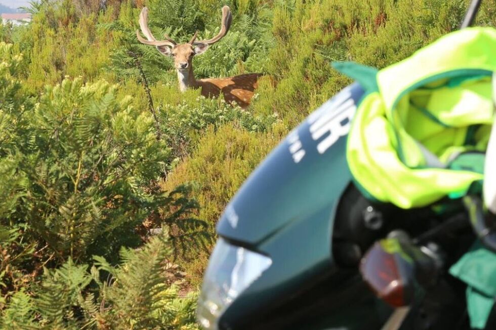 GNR resgatou mais de 1.300 animais selvagens em 2025. Aves foram as principais vítimas