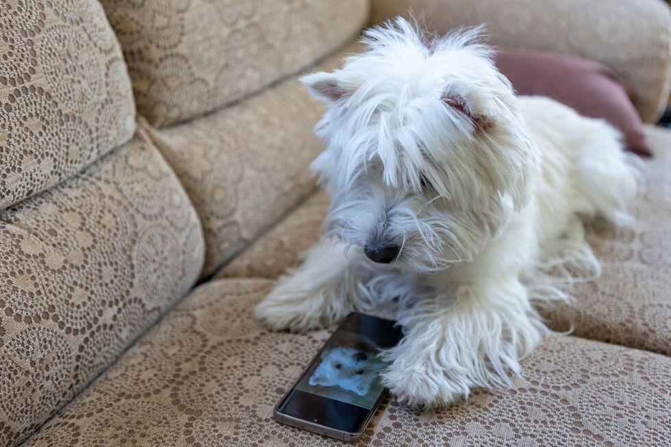 Um smartphone para animais? Novo dispositivo permite que cães e gatos 'telefonem' aos donos quando precisam de atenção