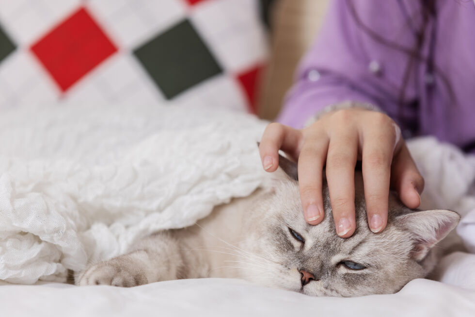 O seu animal de estimação está doente? Saiba o que diz a lei portuguesa sobre faltar ao trabalho