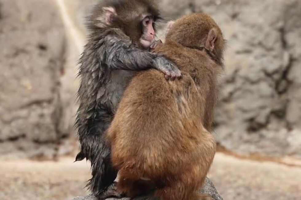 Depois da rejeição, veio o amor. O macaco Punch arranjou uma "namorada"