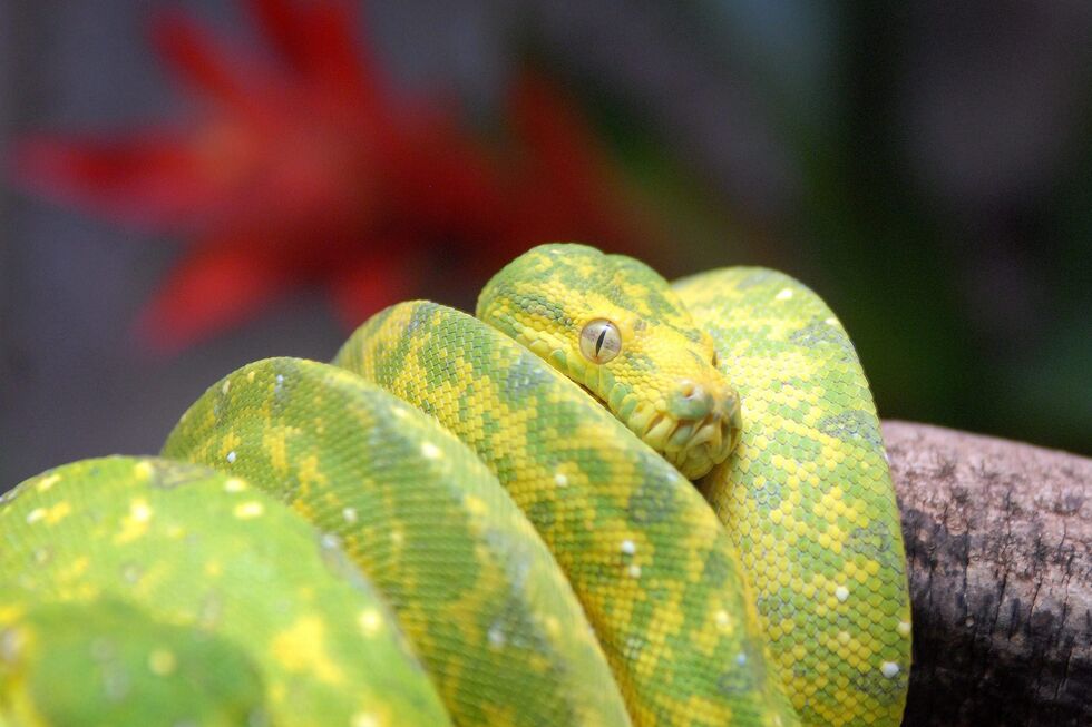 Molécula encontrada no sangue de pítons pode revolucionar tratamentos contra obesidade