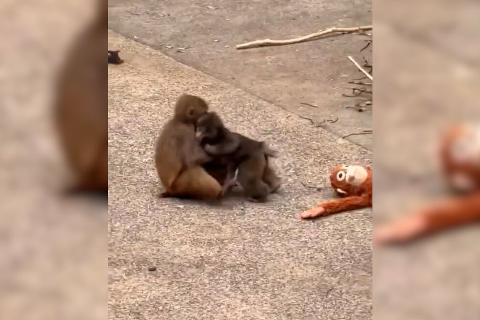 Depois do peluche, o famoso macaco Punch tem agora uma amiga