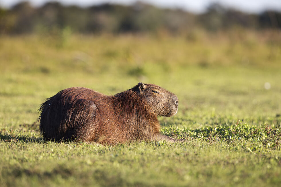 Capivara no Pantanal tropical, Brasil