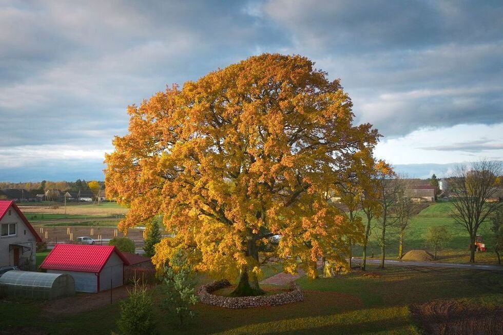 Carvalho de Laukiai, na Lituânia