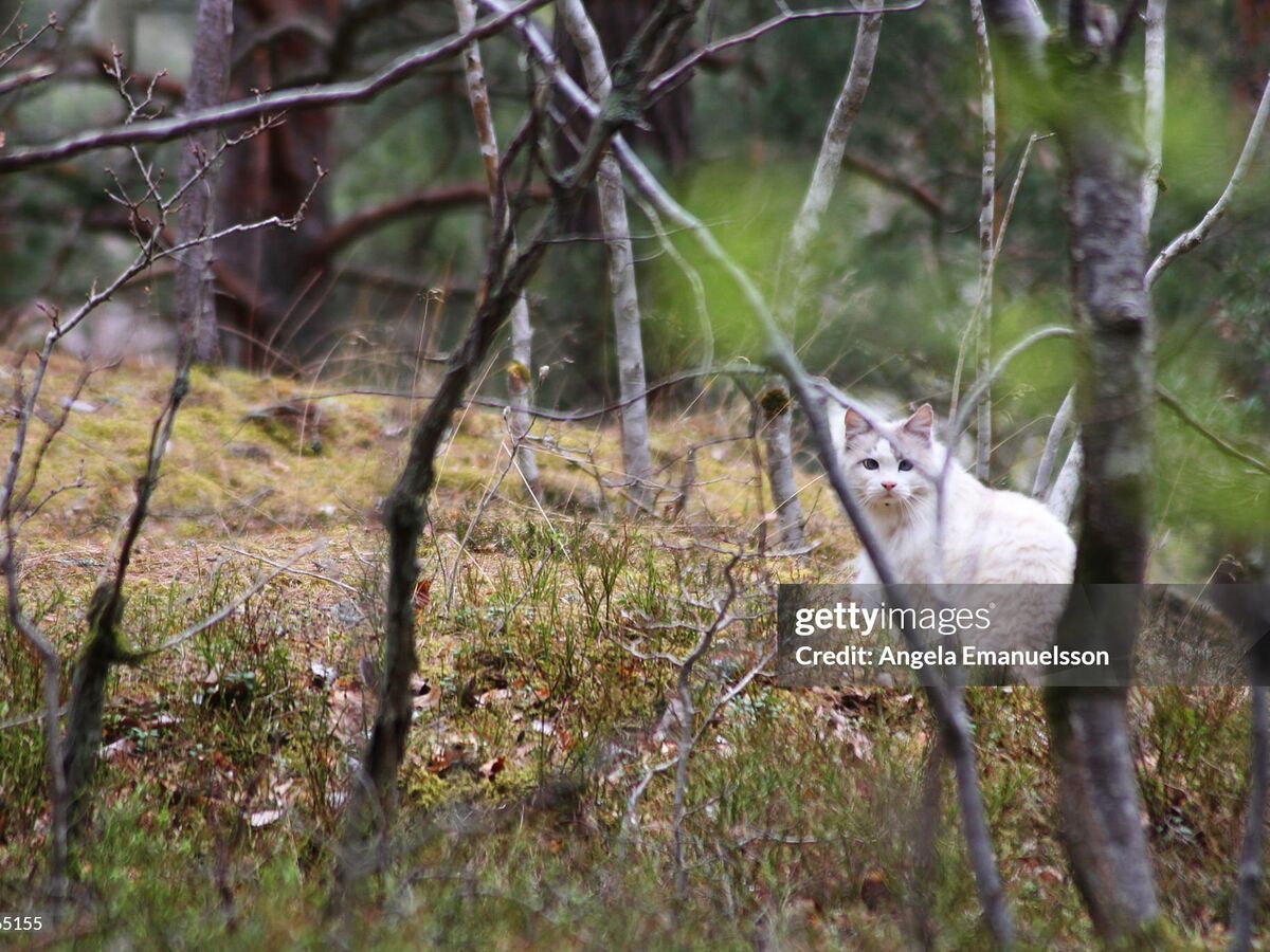 IA encontra cães perdidos