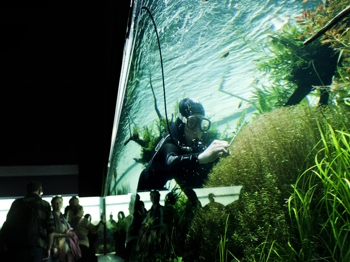 Florestas submersas: é preciso podar esta exposição