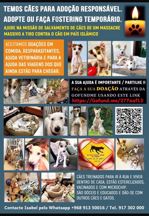Isabel aceita doações para continuar a salvar cães em Omã