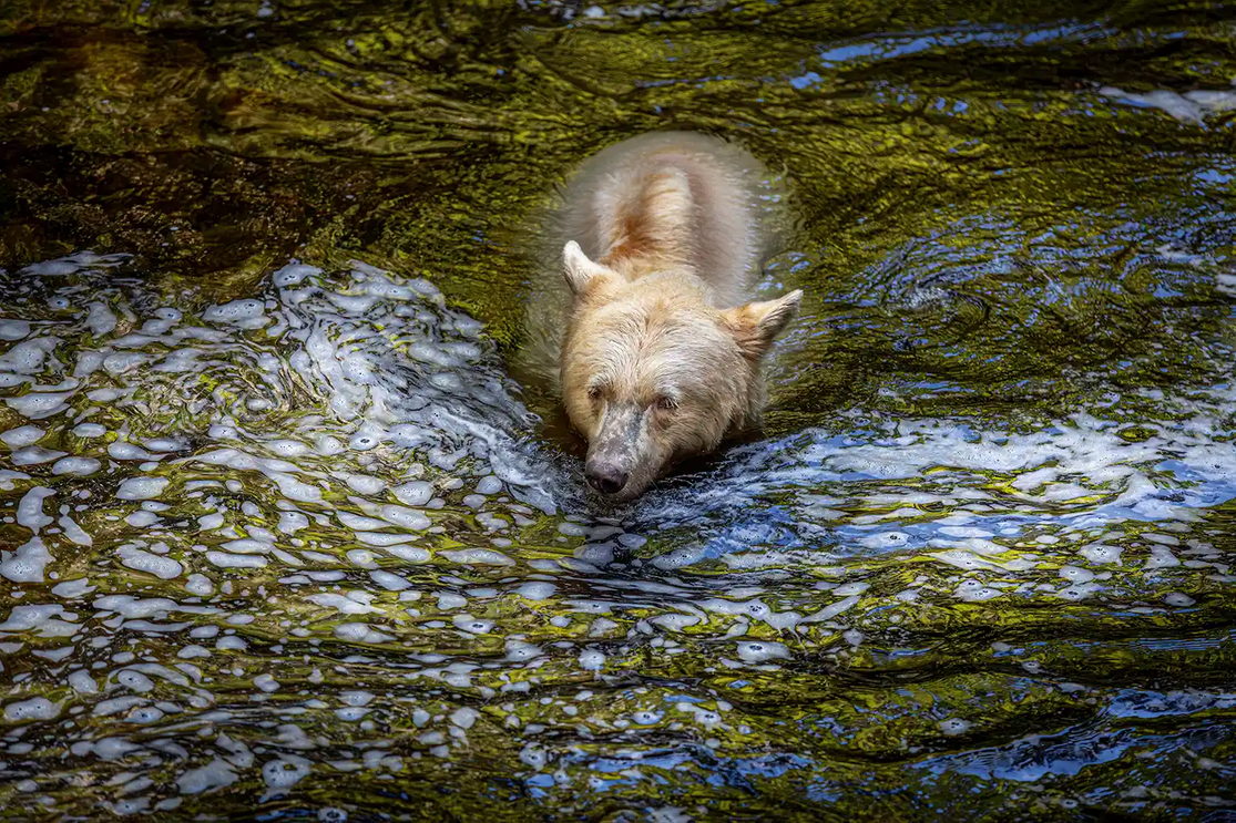 Urso Kermode, raro e de cor clara, nada em rio de águas agitadas