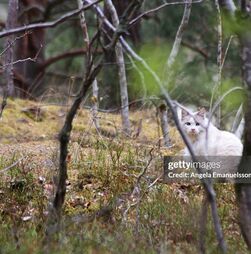 IA encontra cães perdidos
