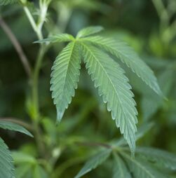 Canábis não é um tratamento eficaz para ansiedade, garante estudo