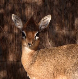 Zoo celebra nascimento de uma das mais pequenas antílopes do mundo