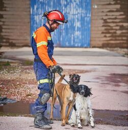 Parabéns, Billy e Betsy! Estes dois patudos são os novos cães de salvamento dos Bombeiros Sapadores de Lisboa