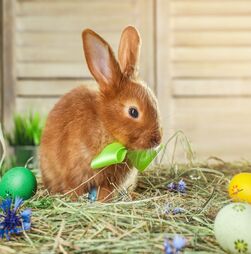 Coelhos, Ovos e… Cegonhas? Conheça os 7 animais que ficaram associados à Páscoa