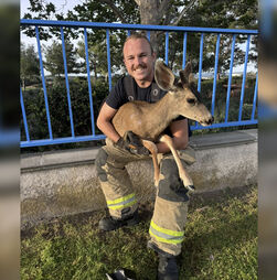 Bombeiros resgatam veado que ficou preso em vedação no domingo de Páscoa 