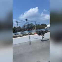 Avestruz escapa de café e coloca-se em fuga em autoestrada. Foi apanhada 15 quilómetros depois