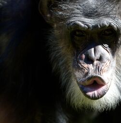 A maior comunidade de chimpanzés selvagens do mundo está em 'guerra civil'