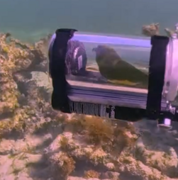 Papagaio aventura-se no fundo do mar dentro de mini submarino improvisado pelo dono 