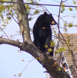 Polícia resgata urso preso numa árvore em Nova Iorque 