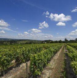 Consumo global de vinho atinge mínimos de 1957, mas sobe em Portugal