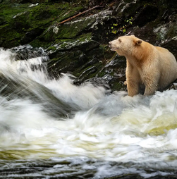 Uma verdadeira aparição! Foram captadas imagens do urso mais raro do mundo
