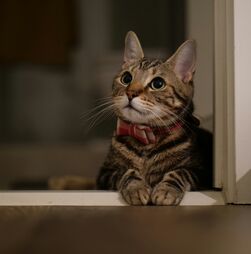 Eurodeputados apoiam proibição de consanguinidade na criação de cães e gatos
