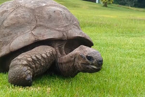A tartaruga mais velha do mundo continua viva, apesar dos rumores sobre a sua morte