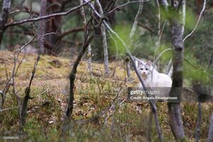 Gato branco avistado numa zona florestal