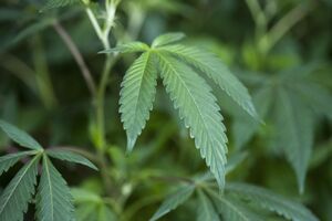 Estudo questiona uso da canábis para ansiedade e problemas de sono