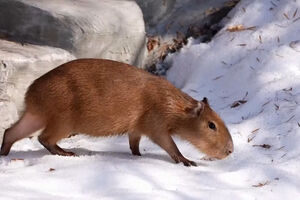 Capivaras exploram neve no recinto do jardim zoológico em Moscovo