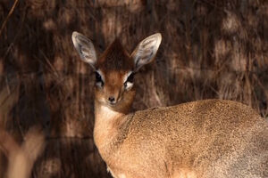 Zoo celebra nascimento de uma das mais pequenas antílopes do mundo