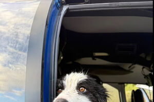 Um verdadeiro milagre! Cadela Molly sobrevive a queda de 55 metros e é resgatada na Nova Zelândia