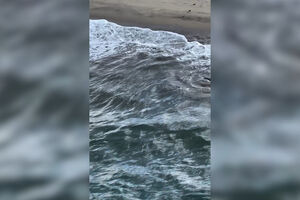 Pescador de 20 anos resgata tubarão branco na Califórnia 