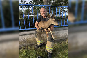 Bombeiros resgatam veado que ficou preso em vedação no domingo de Páscoa 