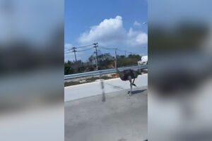 Avestruz escapa de café e coloca-se em fuga em autoestrada. Foi apanhada 15 quilómetros depois