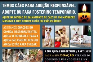 Cães para adoção resgatados de um massacre em Omã precisam de ajuda
