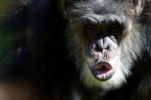 Chimpanzés em conflito na maior comunidade selvagem do mundo